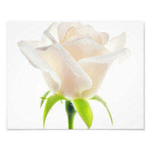 Weiße Tulip-Blume Klare Hintergrundflora Fotodruck