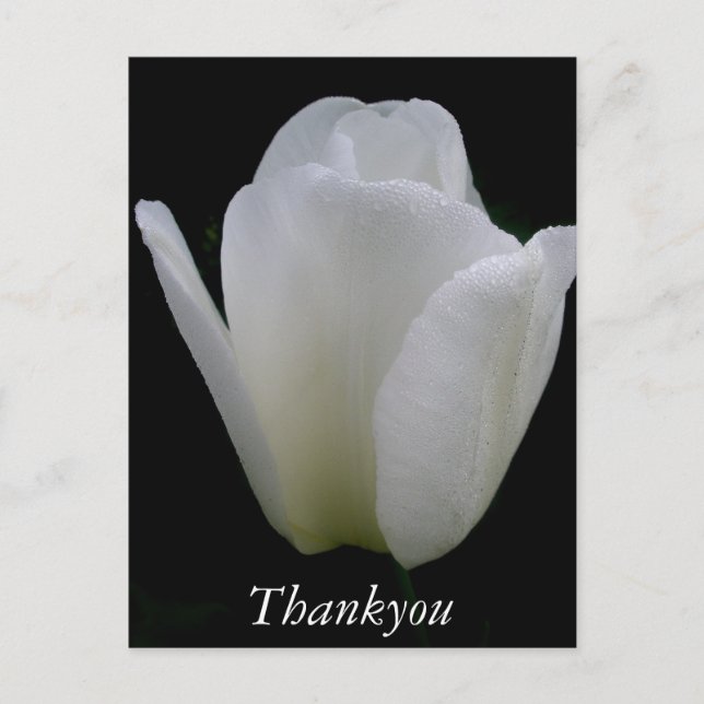 Weiße Tulip Postkarte (Vorderseite)