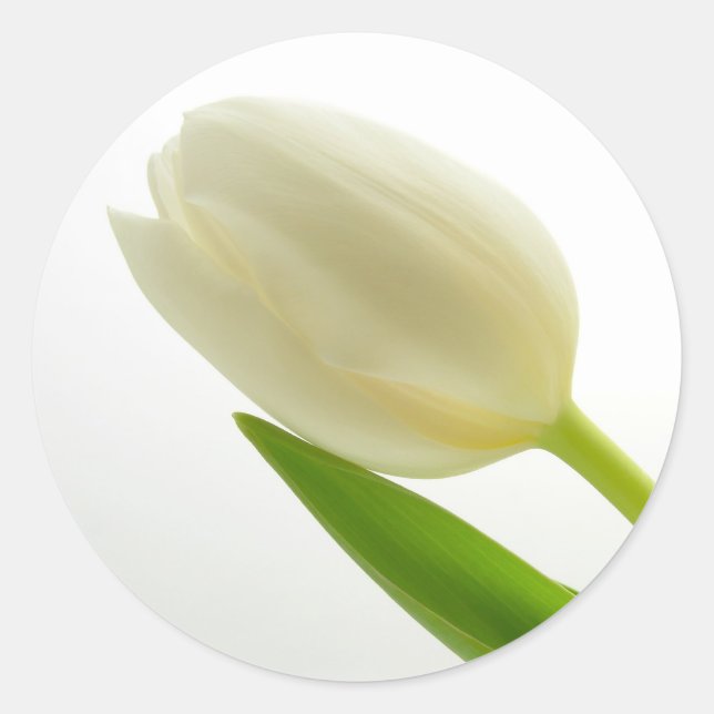 Weiße Tulip Runder Aufkleber (Vorderseite)