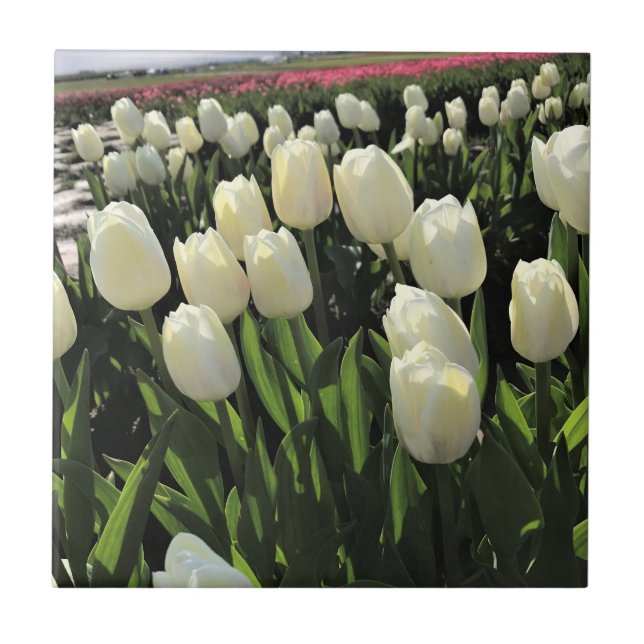 Weiße Tulipen in einem Feld, Oregon Fliese (Vorderseite)