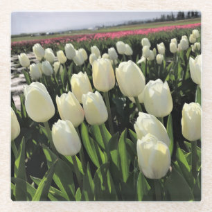 Weiße Tulipen in einem Feld, Oregon Glasuntersetzer