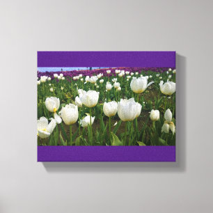 Weiße Tulipen in einem Feld, Oregon Leinwanddruck