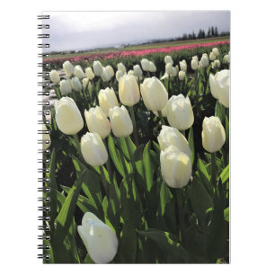 Weiße Tulipen in einem Feld, Oregon Notizblock