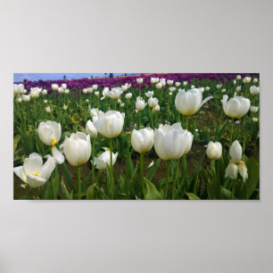 Weiße Tulipen in einem Feld, Oregon Poster