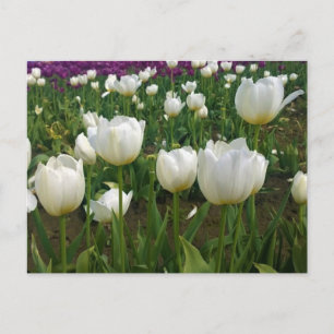 Weiße Tulipen in einem Feld, Oregon Postkarte