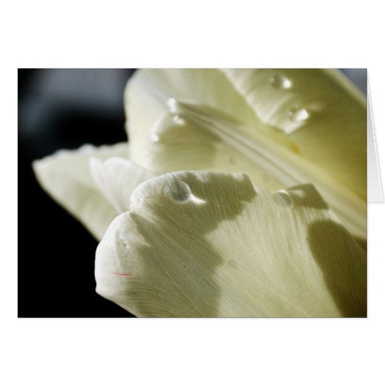 Weiße Tulpe Karte