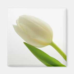 Weiße Tulpe Magnet