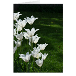 Weiße Tulpen