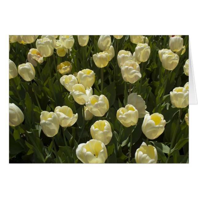 Weiße Tulpen im Boston Gardens (Vorderseite (Horizontal))