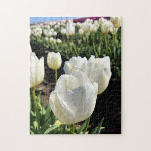 Weiße Tulpen in einem Feld, Waldbrand, Oregon