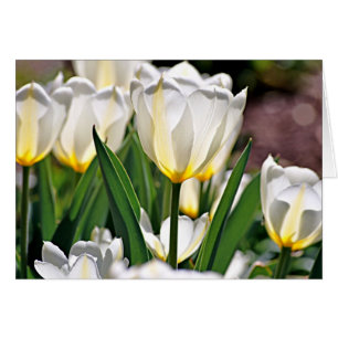 Weiße Tulpen mit gelben Federn