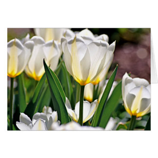 Weiße Tulpen mit gelben Federn