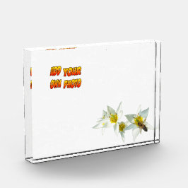 Weiße Tulpen mit Kruste. Fotoblock