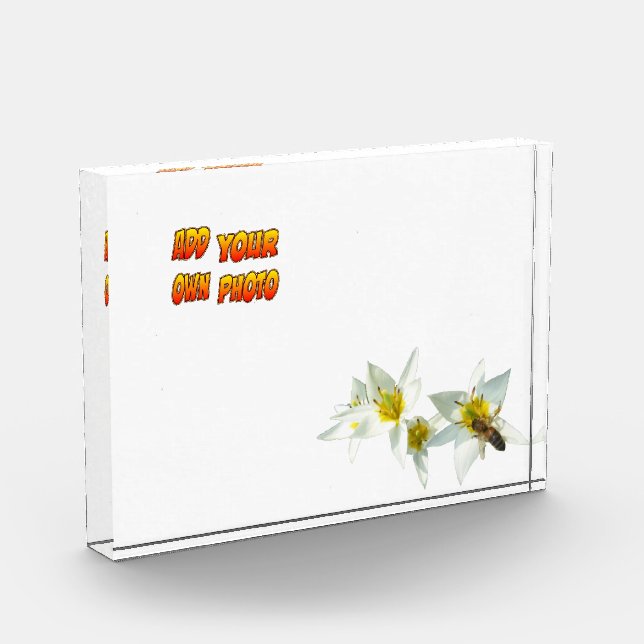 Weiße Tulpen mit Kruste. Fotoblock (Links)