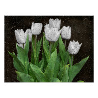 Weiße Tulpen mit Raindrops auf Glas