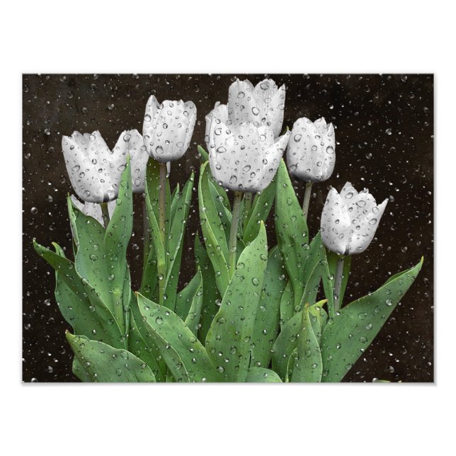 Weiße Tulpen mit Regentropfen Fotodruck (Vorne)