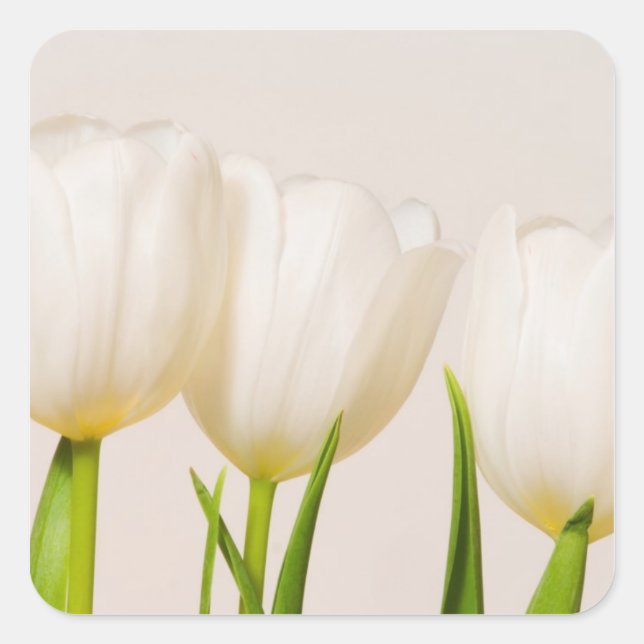 Weiße Tulpen mit weißem Hintergrund, Quadratischer Aufkleber (Vorderseite)
