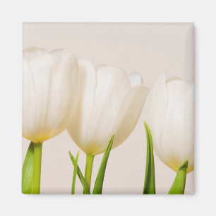 Weiße Tulpen vor weißem Hintergrund, Magnet