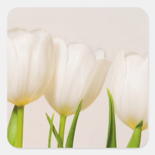 Weiße Tulpen vor weißem Hintergrund, Quadratischer Aufkleber