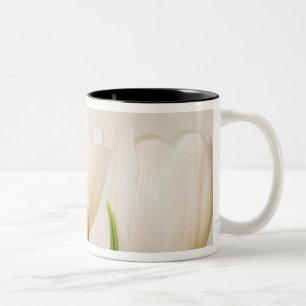 Weiße Tulpen vor weißem Hintergrund, Zweifarbige Tasse