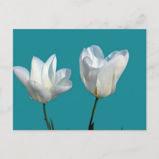 weiße Tulpenblüten auf aquablauem Hintergrund Postkarte