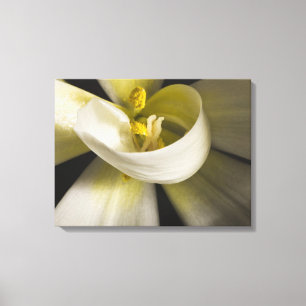Weiße Tulpenlocke - Kunstfotografie Leinwanddruck