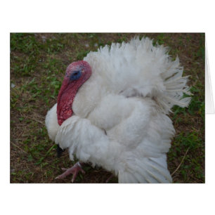 Weiße Türkei