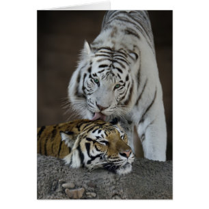 Weiße und braune Tiger