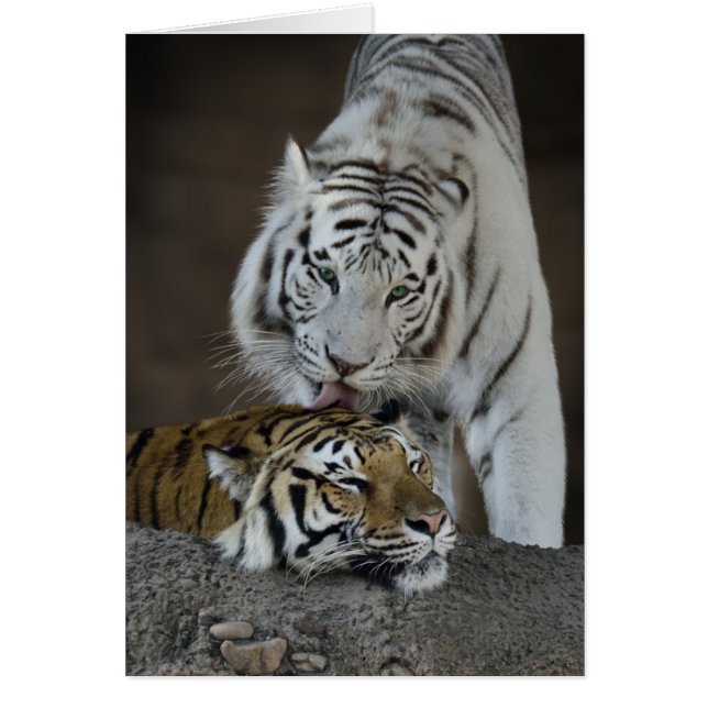 Weiße und braune Tiger (Vorne)