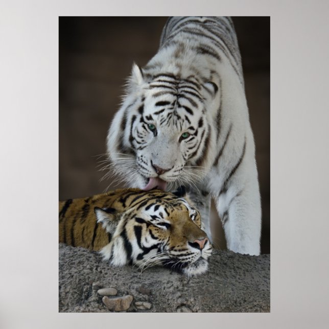 Weiße und braune Tiger Poster (Vorne)