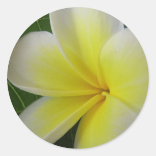 Weiße und gelbe Frangipani-Blume Runder Aufkleber