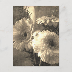 Weiße und gelbe Gerbera und Calla 1 Antiquiert Postkarte