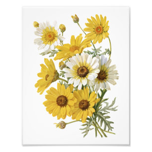 Weiße und gelbe Marigolds Fotodruck