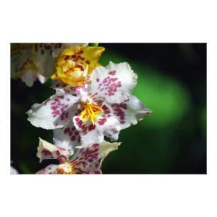 Weiße und gelbe Orchideen drucken Fotodruck
