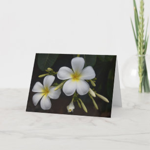 Weiße und gelbe Plumeria Karte
