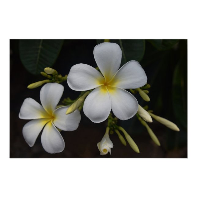 Weiße und gelbe Plumeria Poster (Vorderseite)