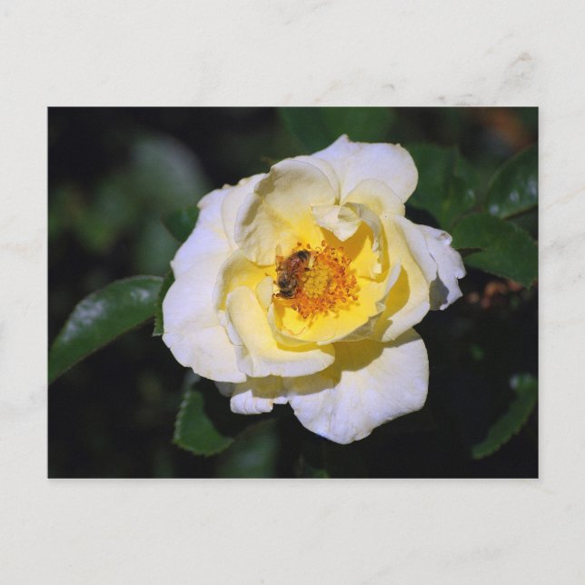 Weiße und gelbe Rose mit Honigbiene Postkarte (Vorderseite)