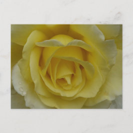 Weiße und gelbe Rosen-Postkarte Postkarte