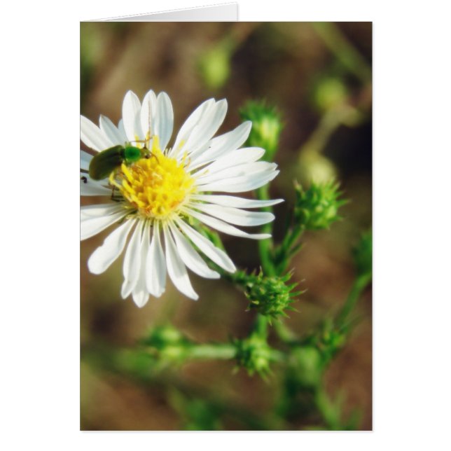 Weiße und grüne Blume und Insektenleere innen (Vorne)