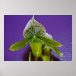 Weiße und grüne Frau Slipper Orchid Poster