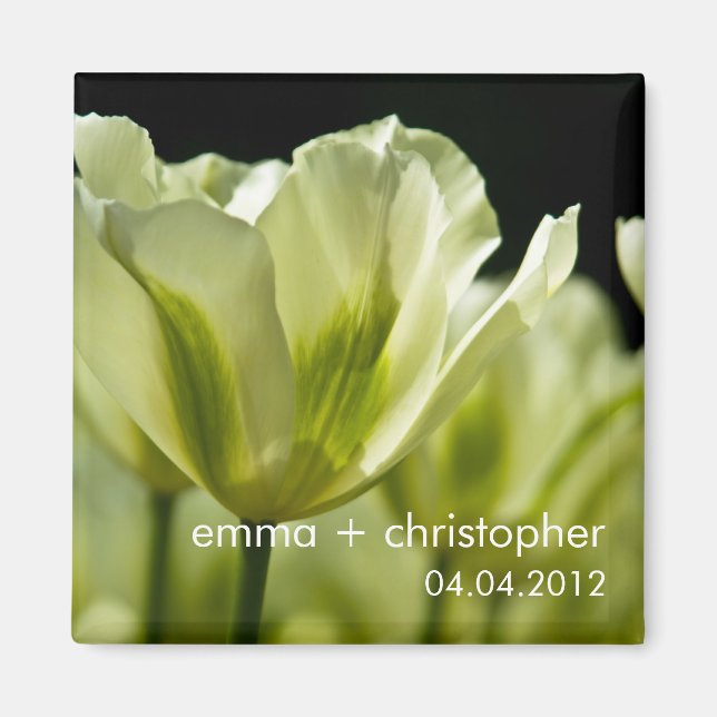 Weiße und grüne, variierte Tulpen DSC0856 Magnet (Vorne)
