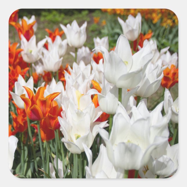 Weiße und Ingwer Tulpen im Garten Quadratischer Aufkleber (Vorderseite)