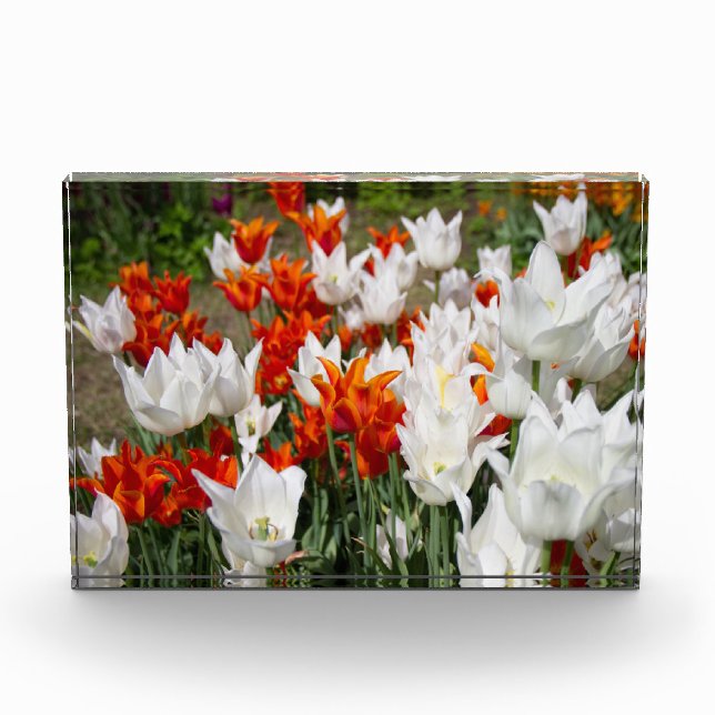 Weiße und Ingwer Tulpen im Gartenposter Fotoblock (Vorderseite)
