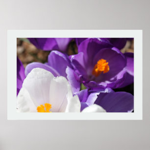 Weiße und Lila Frühlingsblumen Poster