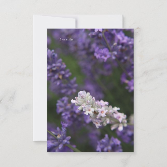 Weiße und Lila Lavendel Mitteilungskarte (Vorderseite)