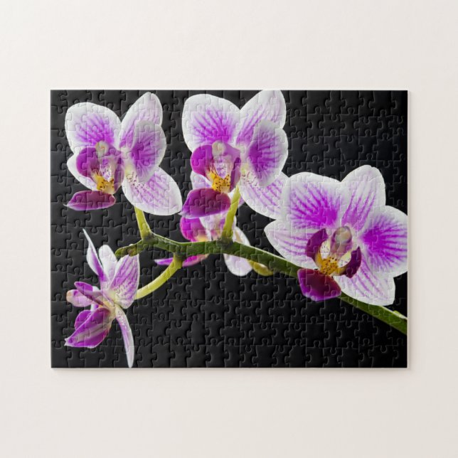Weiße und lila Orchidee (Horizontal)