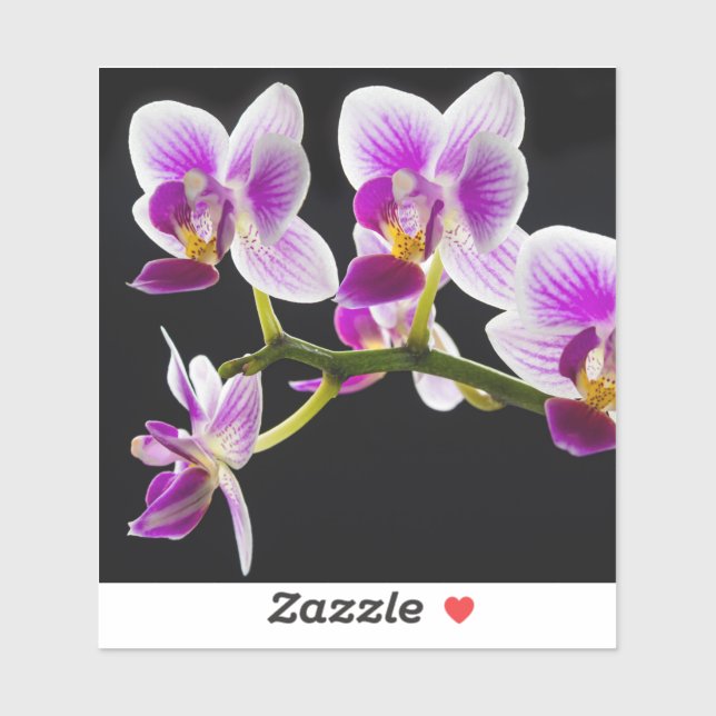 Weiße und lila Orchidee Aufkleber (Blatt)