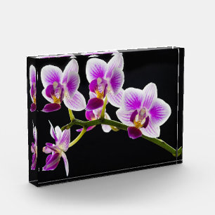 Weiße und lila Orchidee Fotoblock