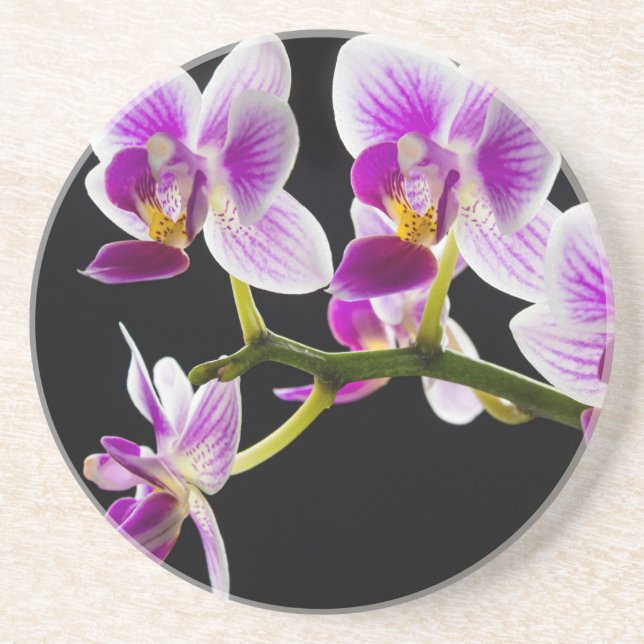 Weiße und lila Orchidee Getränkeuntersetzer (Vorne)
