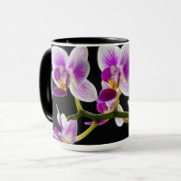 Weiße und lila Orchidee